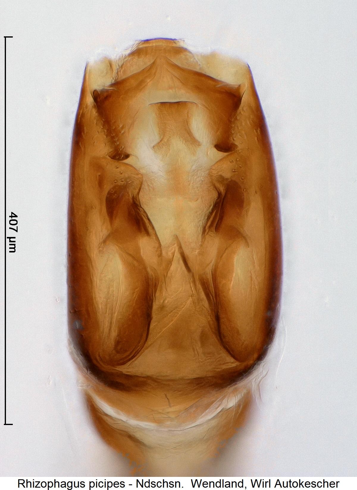 rhizophagus_picipes1.jpg