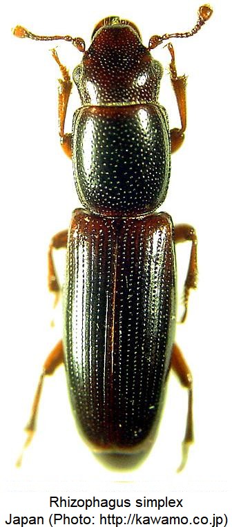 rhizophagus_simplex_hab2.jpg