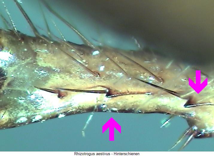 rhizotrogus_aestivus_hschn.jpg