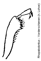 rhopalodontus_vschn.gif