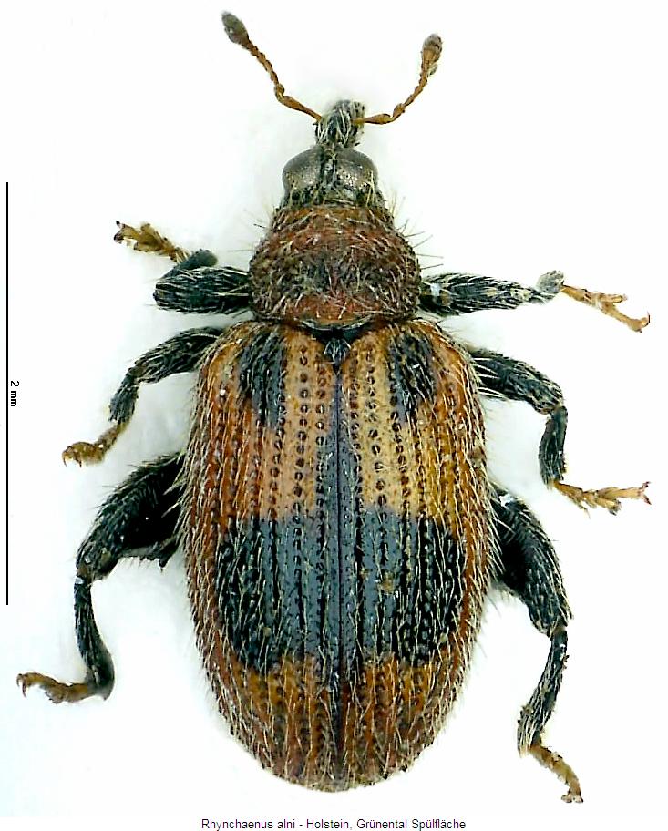 rhynchaenus_alni_hab.jpg