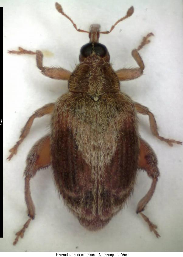 rhynchaenus_quercus_hab.jpg