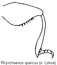 rhynchaenus_quercus_hschl.gif