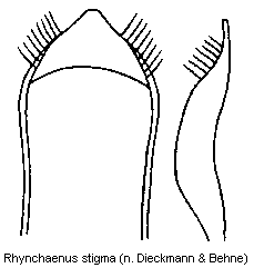 rhynchaenus_stigma.gif