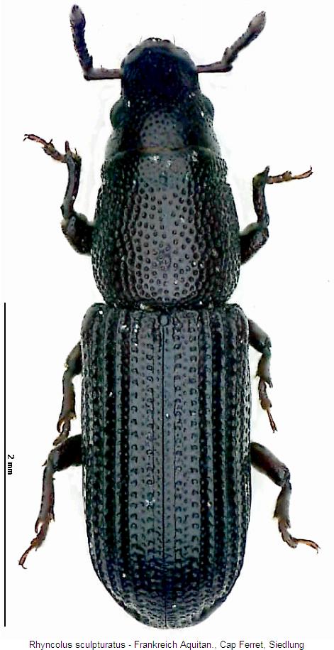 rhyncolus_sculpturatus_hab.jpg