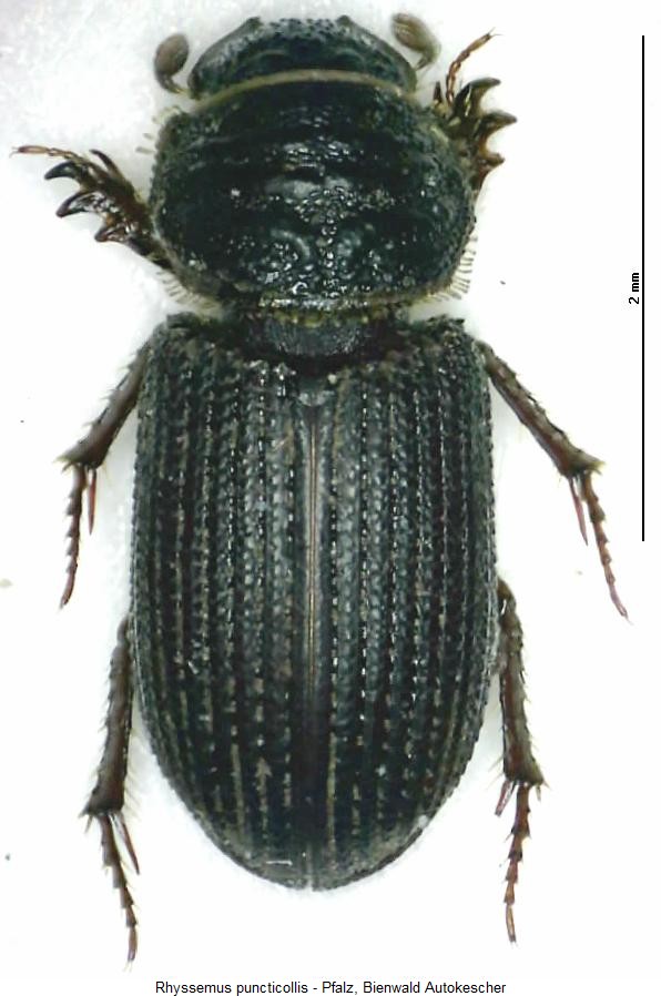 rhyssemus_puncticollis_hab.jpg