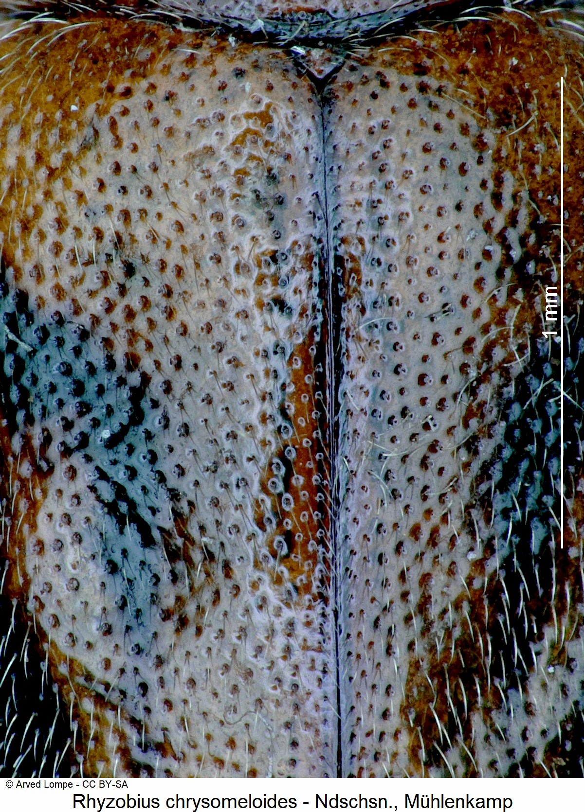 rhyzobius_chrysomeloides_ck8949_fld.jpg