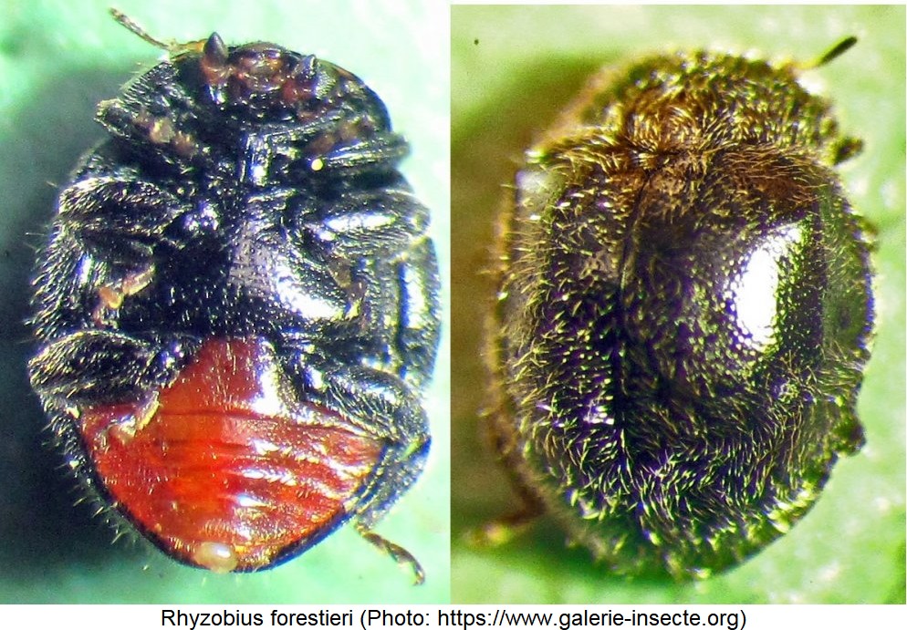 rhyzobius_forestieri_hab.jpg