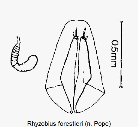 rhyzobius_forestieri_ovi_sperm.gif