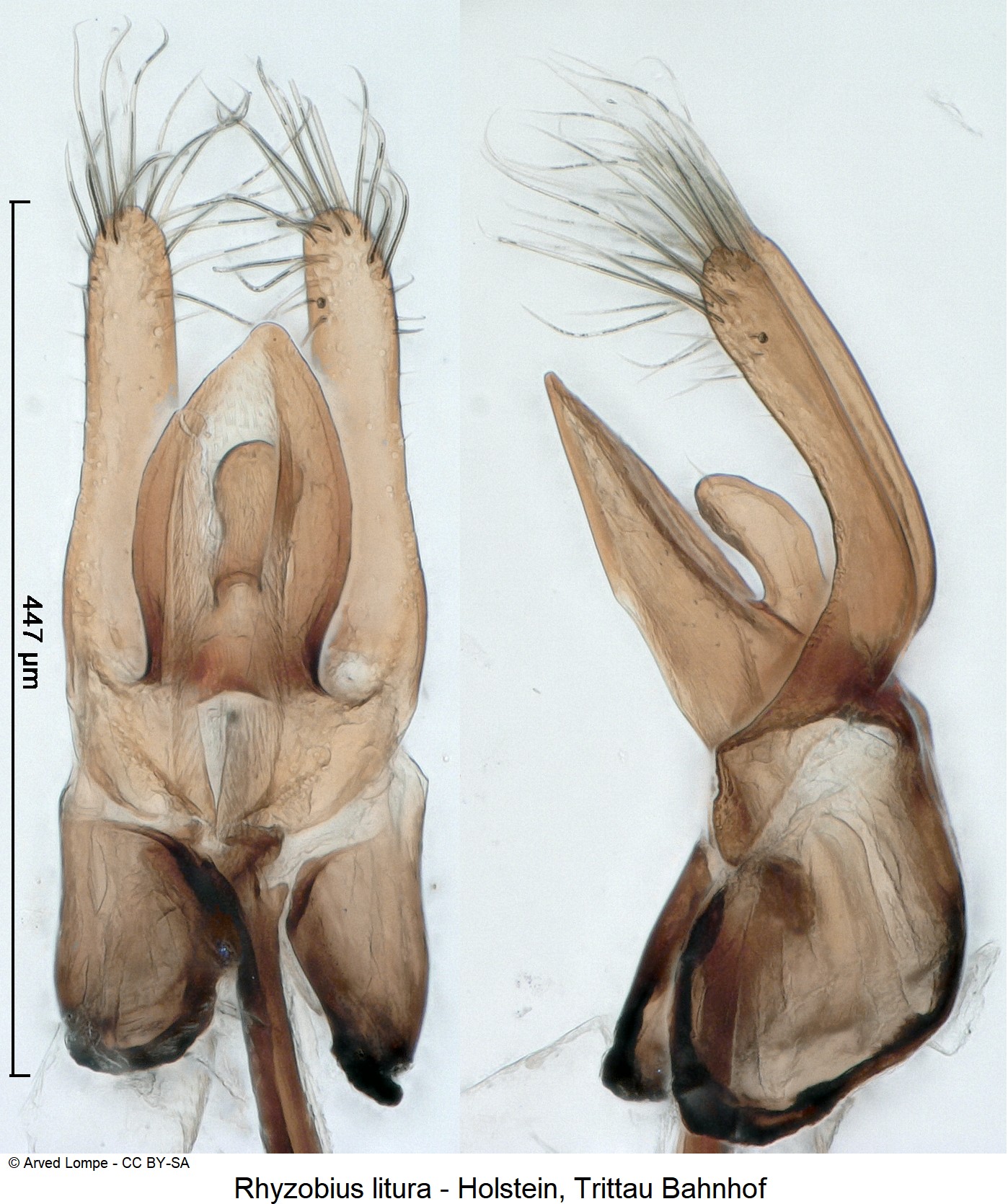 rhyzobius_litura_ck8948_pm.jpg