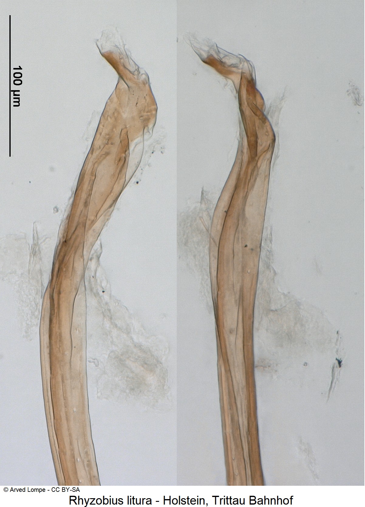 rhyzobius_litura_ck8948_sipho.jpg