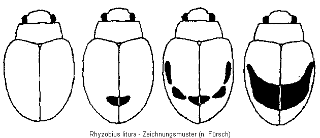 rhyzobius_litura_hab.gif