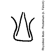 rhyzobius_litura_vbr.gif