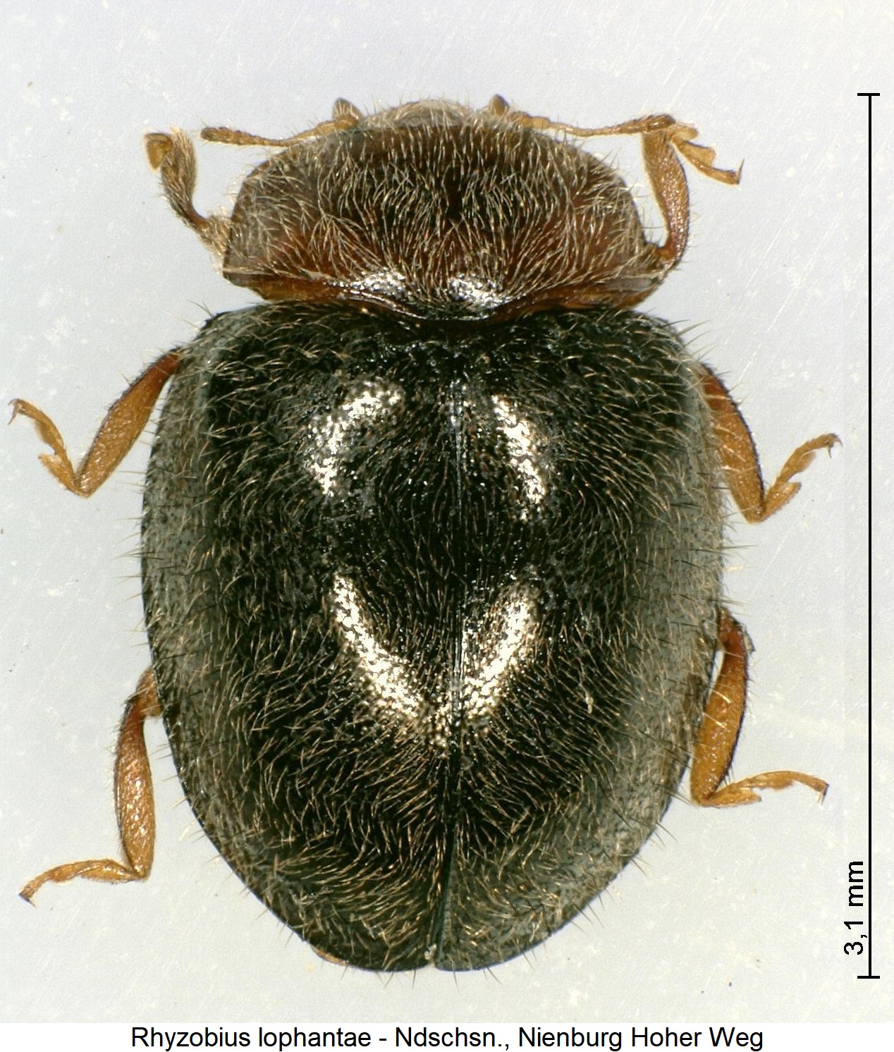 rhyzobius_lophantae_hab1.jpg