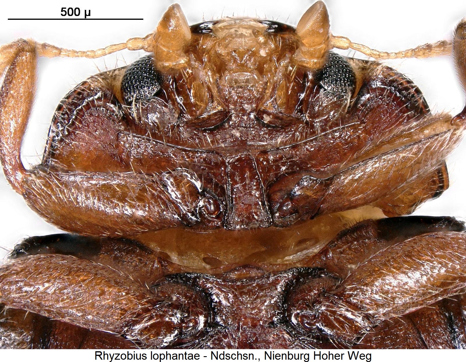 rhyzobius_lophantae_vbr.jpg