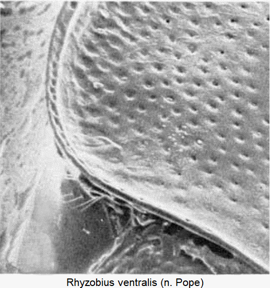 rhyzobius_ventralis_hsch.gif