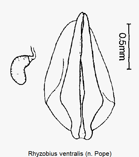 rhyzobius_ventralis_ovi_sperm.gif