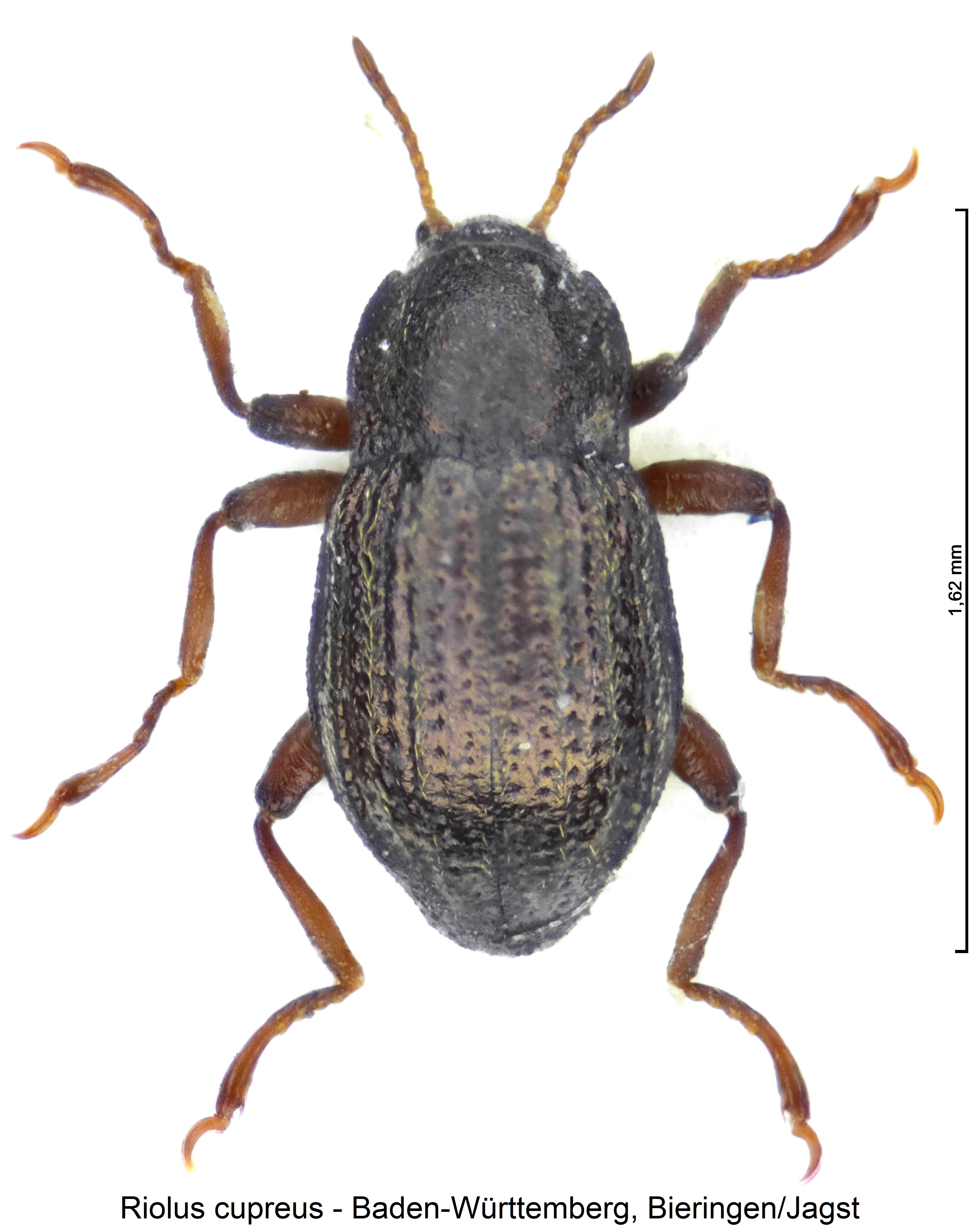 riolus_cupreus_hab.jpg