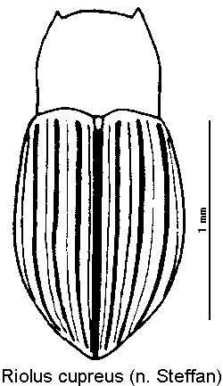 riolus_cupreus_hab2.gif