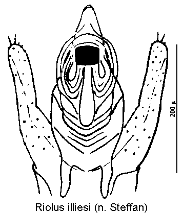 riolus_illiesi.gif