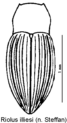 riolus_illiesi_hab.gif