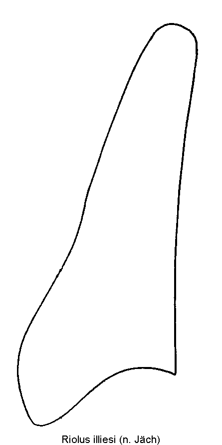 riolus_illiesi_pm.gif