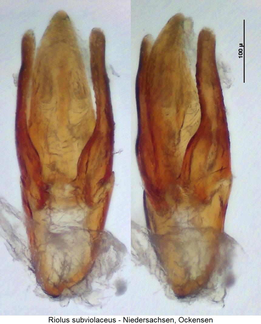 riolus_subviolaceus.jpg