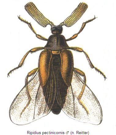 ripidius_pectinicornis_hab.jpg