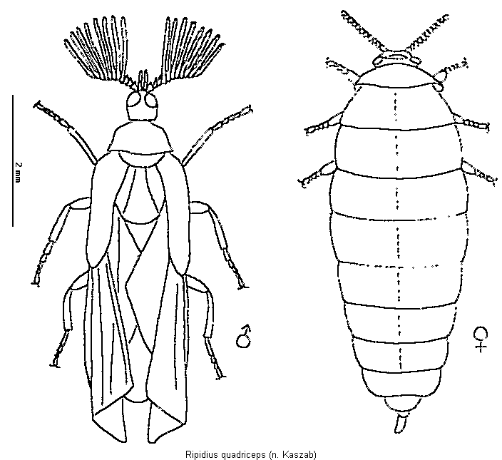 ripidius_quadriceps_hab.gif