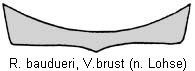 ropalodontus_baudueri_vb.jpg