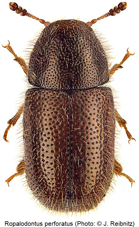 ropalodontus_perforatus_rbn.jpg