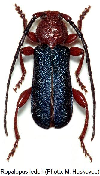 ropalopus_lederi_hab.jpg