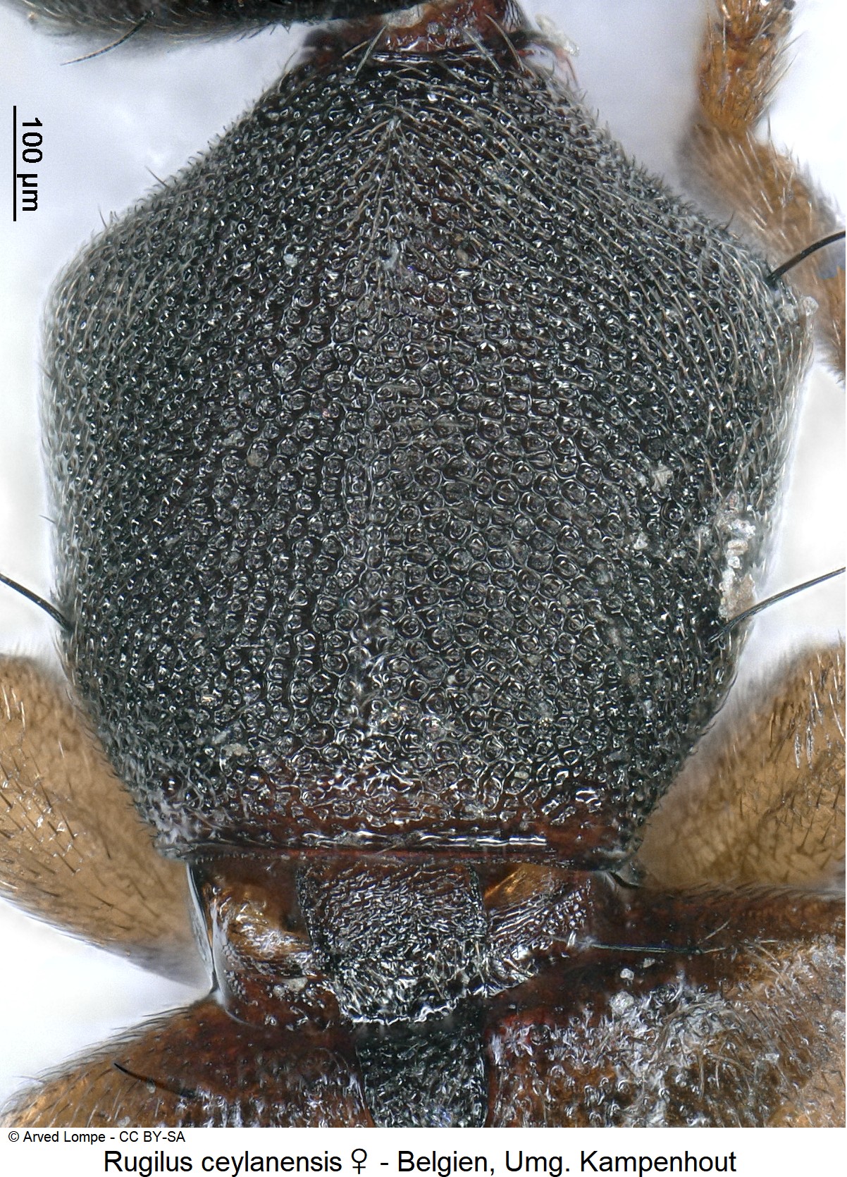 rugilus_ceylanensis_w_ck34120993_hsch.jpg