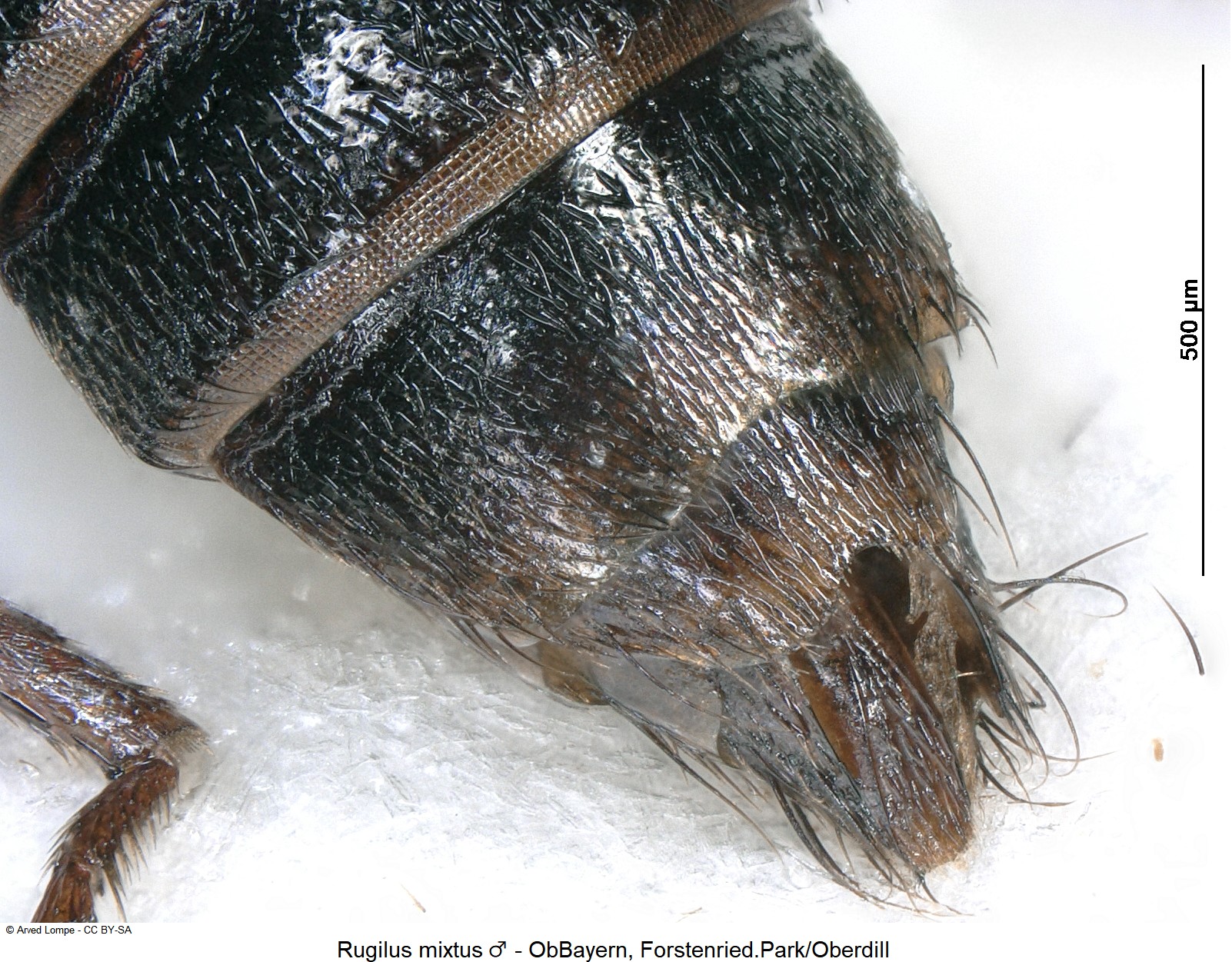rugilus_mixtus_m_ck17152_abd.jpg