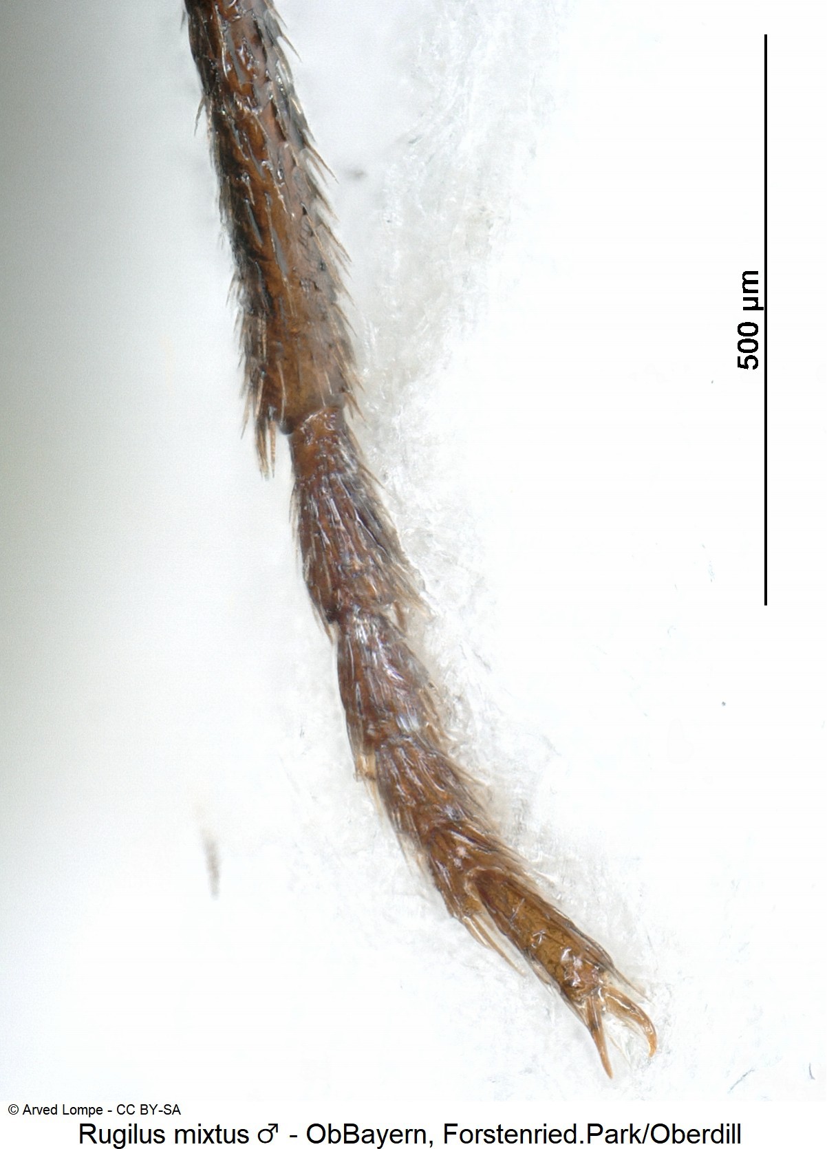 rugilus_mixtus_m_ck17152_htr.jpg