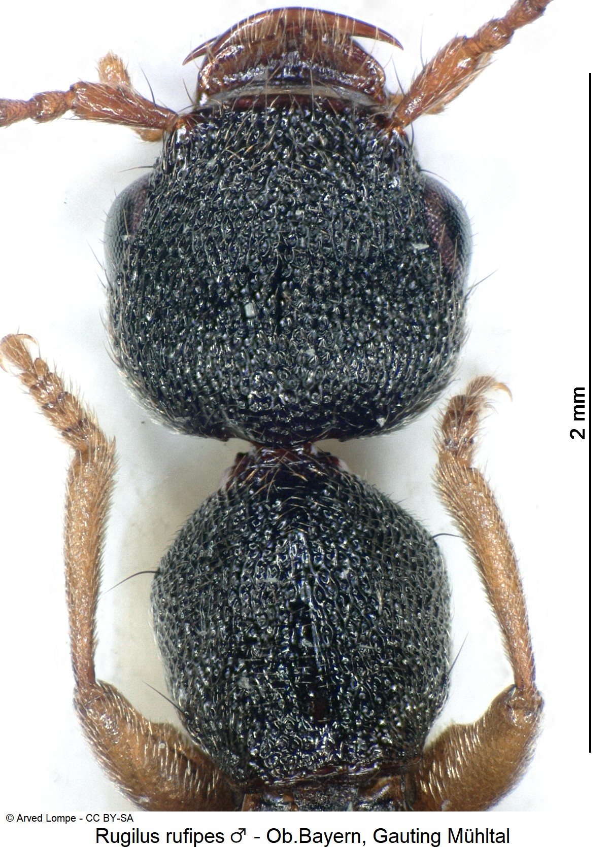 rugilus_rufipes_m_ck16995_vk.jpg