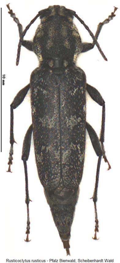 rusticoclytus_rusticus_hab.jpg