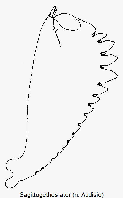 sagittogethes_ater_vschn.gif
