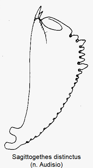 sagittogethes_distinctus_vschn.gif