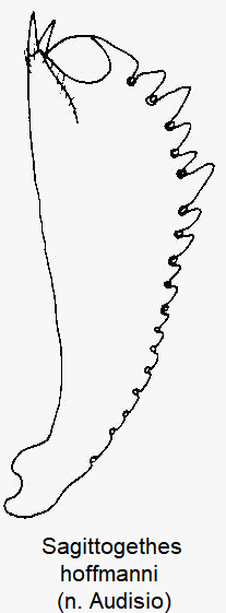 sagittogethes_hoffmanni_vschn.gif