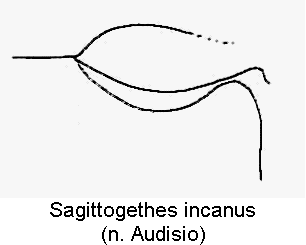 sagittogethes_incanus_hbr.gif