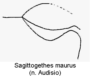 sagittogethes_maurus_hbr.gif