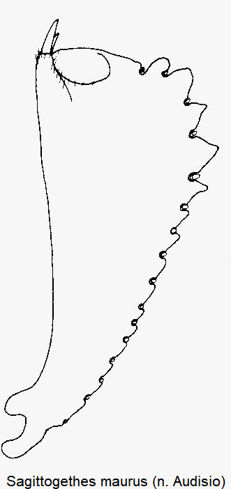 sagittogethes_maurus_vschn.gif