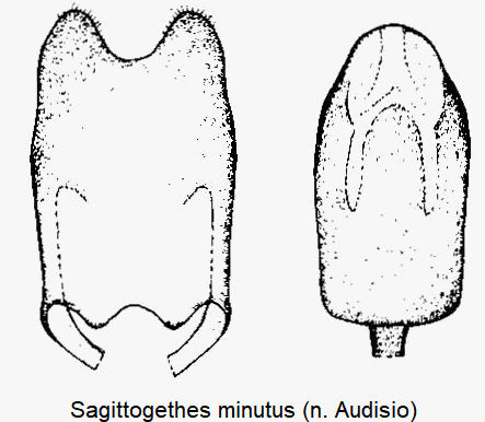 sagittogethes_minutus.gif