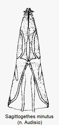 sagittogethes_minutus_ovi.gif