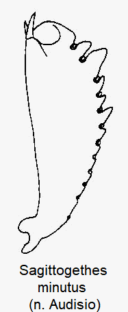 sagittogethes_minutus_vschn.gif
