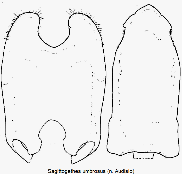 sagittogethes_umbrosus.gif
