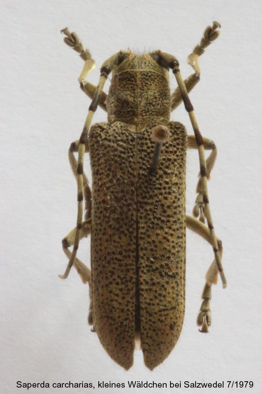 saperda_carcharias.jpg