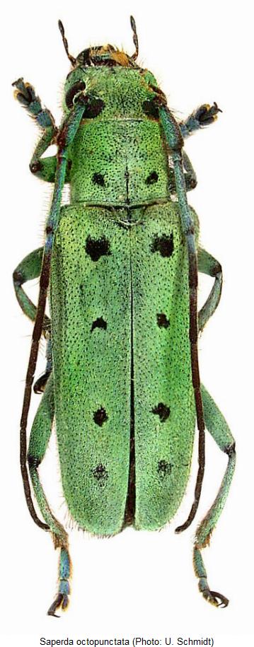 saperda_octopunctata_hab.jpg