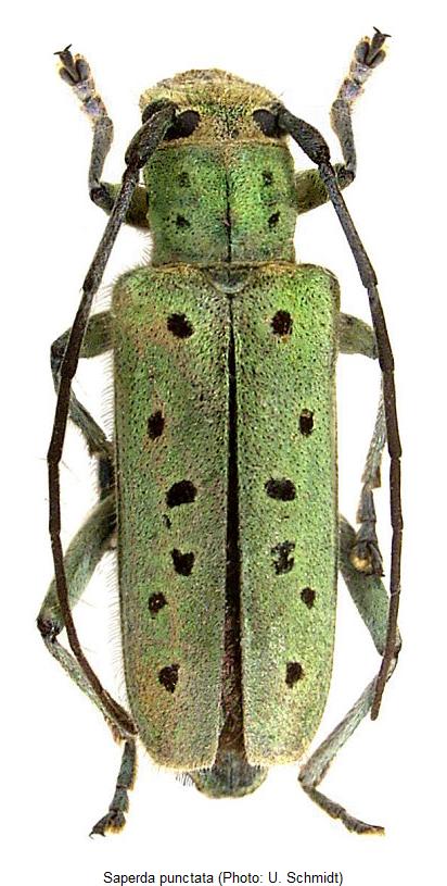 saperda_punctata_hab.jpg